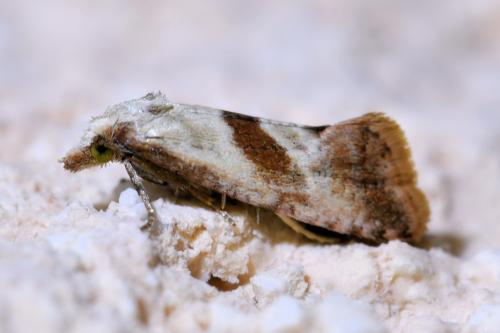 Falseuncaria ruficiliana